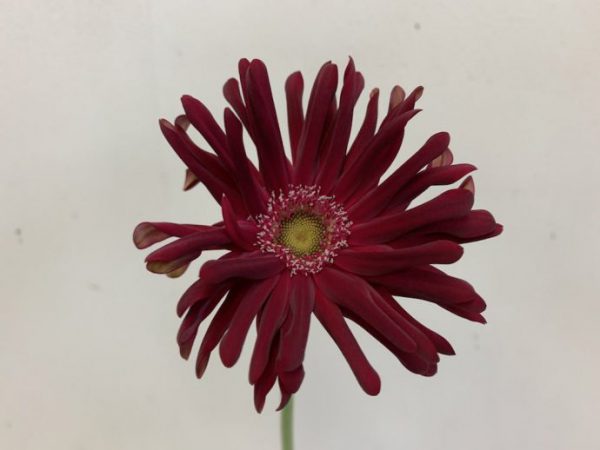 パスティーニモデナ　ガーベラ