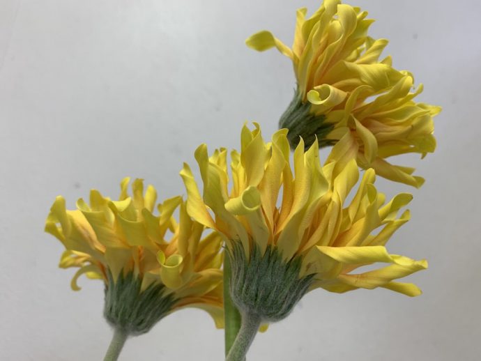 パスティーニ　イエロー