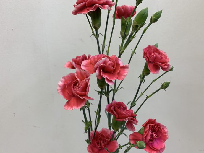 スプレーカーネーション