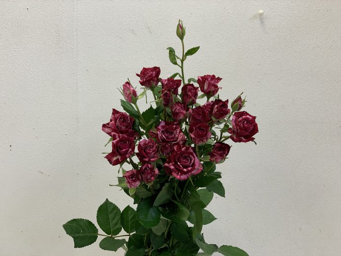 アローフォリーズ　spバラ