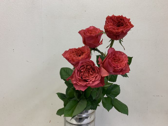 カンパネラホットピンク