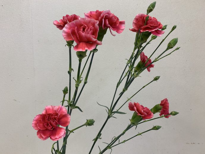 スプレーカーネーション　赤