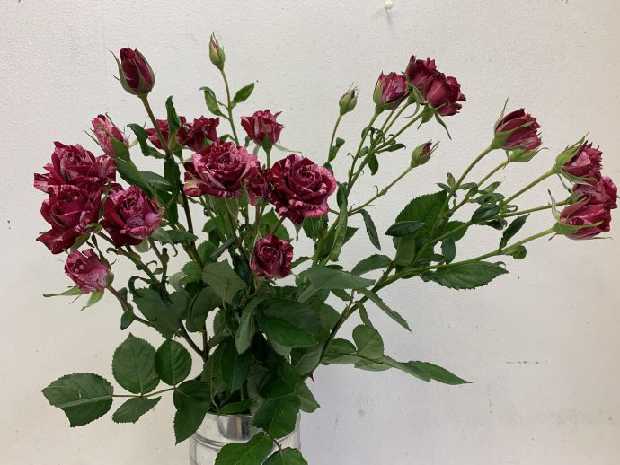 スプレーバラ　赤