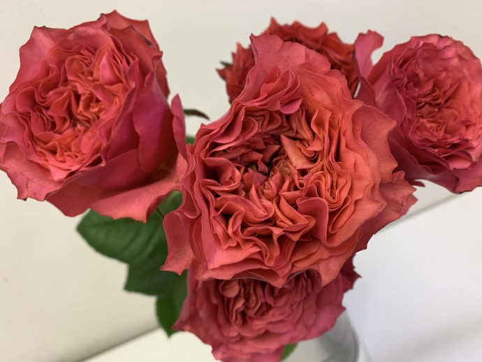 カンパネラホットピンク バラ