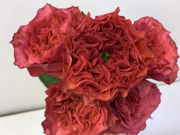 カンパネラホットピンク　バラ（薔薇）