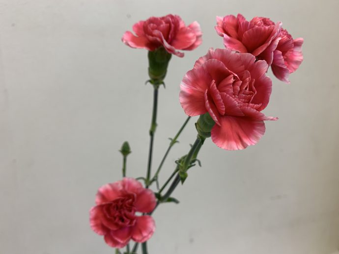 スプレーカーネーション　赤白