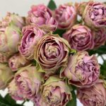 スプラッシュセンセーション　スプレーバラ（薔薇）