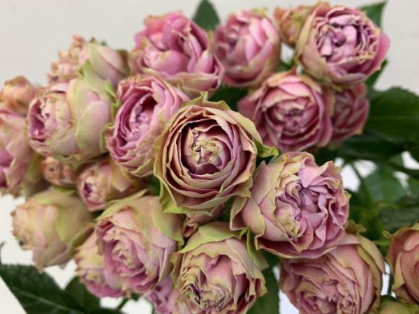 スプラッシュセンセーション　スプレーバラ（薔薇）