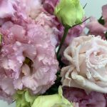 ボンボヤージュスイートピンク　トルコキキョウ