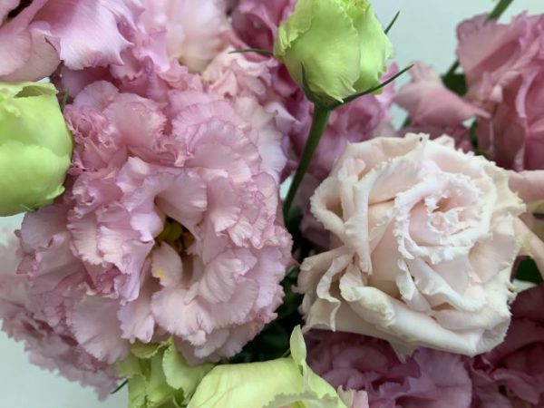 ボンボヤージュスイートピンク　トルコキキョウ