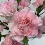 だいすき　スプレーカーネーション