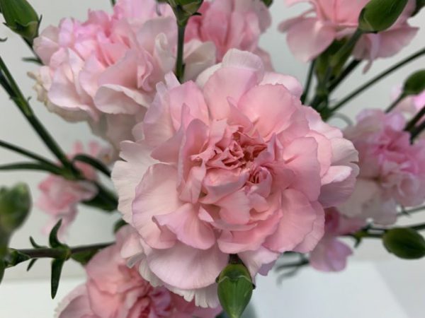 だいすき　スプレーカーネーション