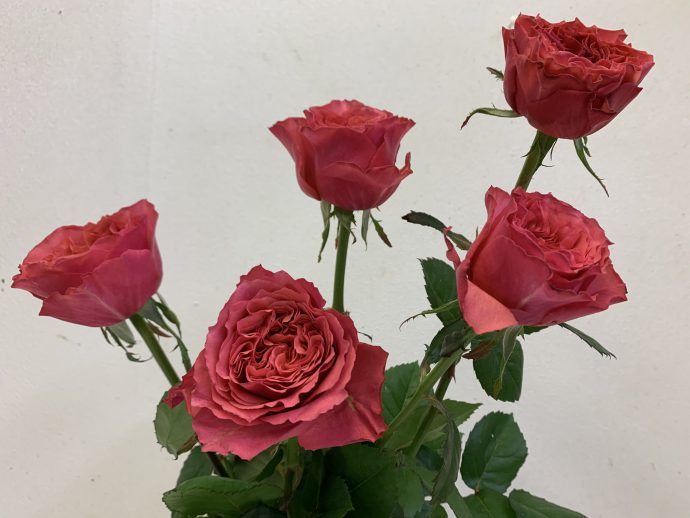 バラ ホットピンク