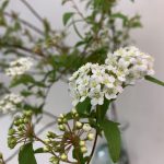 コデマリ（小手鞠）、別名：スズカケ（鈴懸け）