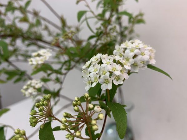 コデマリ（小手鞠）、別名：スズカケ（鈴懸け）