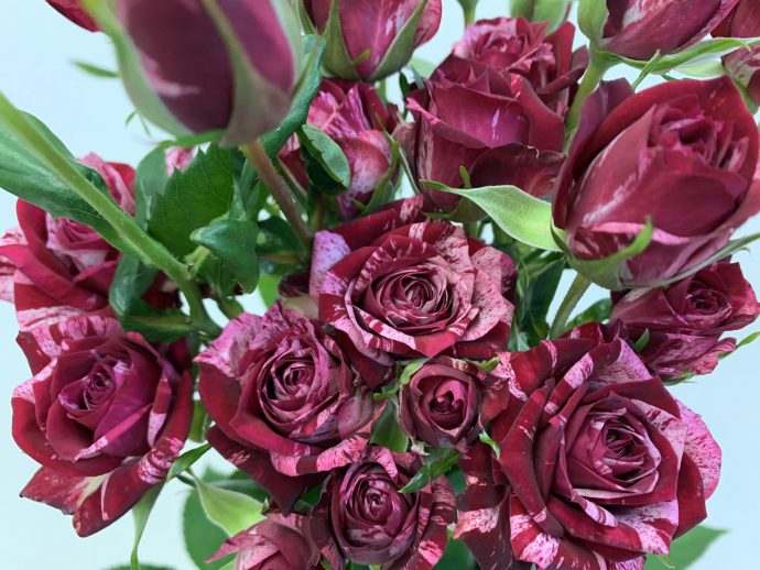 spバラ　アローフォリーズ