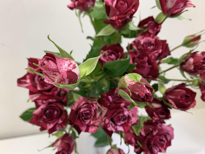 アローフォリーズ　スプレーバラ