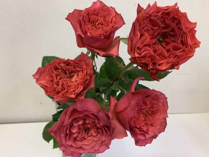 バラ カンパネラホットピンク