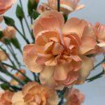 えくぼ　スプレーカーネーション