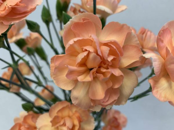 えくぼ　スプレーカーネーション