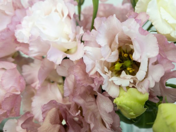 セレブピンク トルコキキョウ, トルコギキョウ, ユーストマ