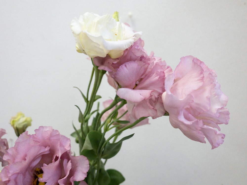 トルコキキョウ ピンク