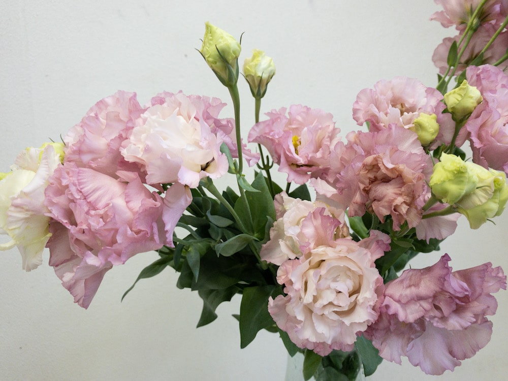 セレブピンク 花言葉