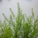 タラスピオファリム　ナズナ、ペンペングサ