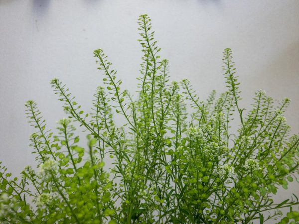 タラスピオファリム　ナズナ、ペンペングサ