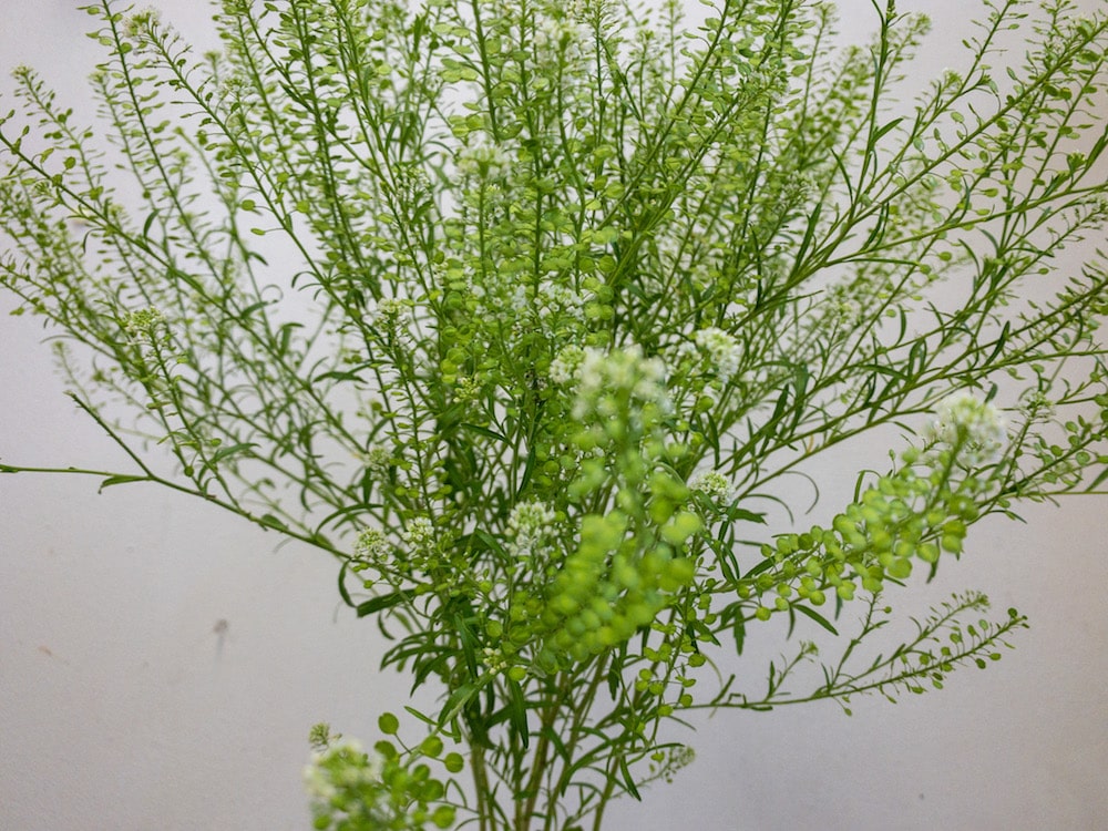 タラスピオファリム