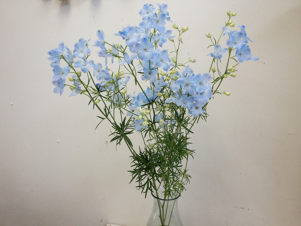 デルフィニウム　種類