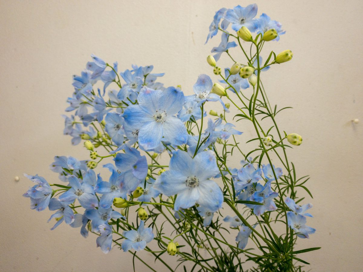 シフォンブルー