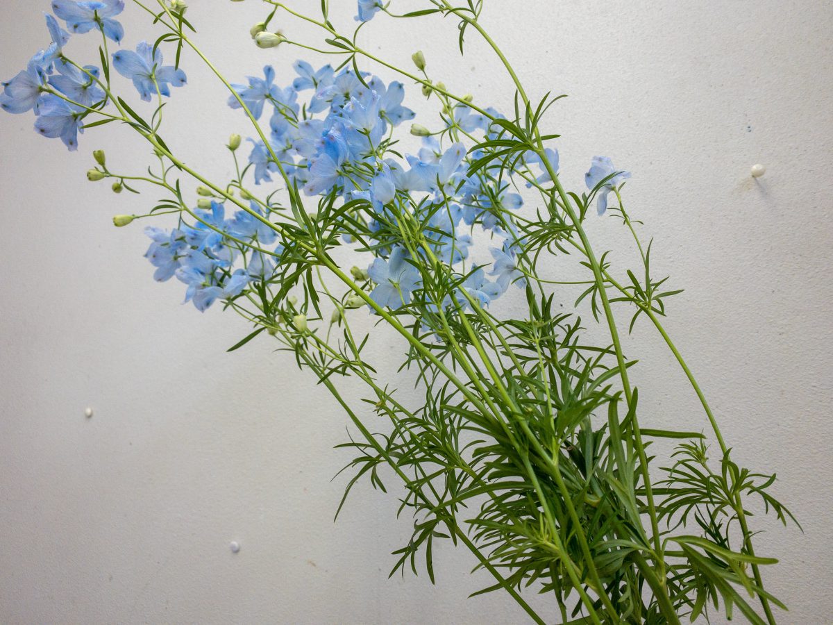 シフォンブルー　花