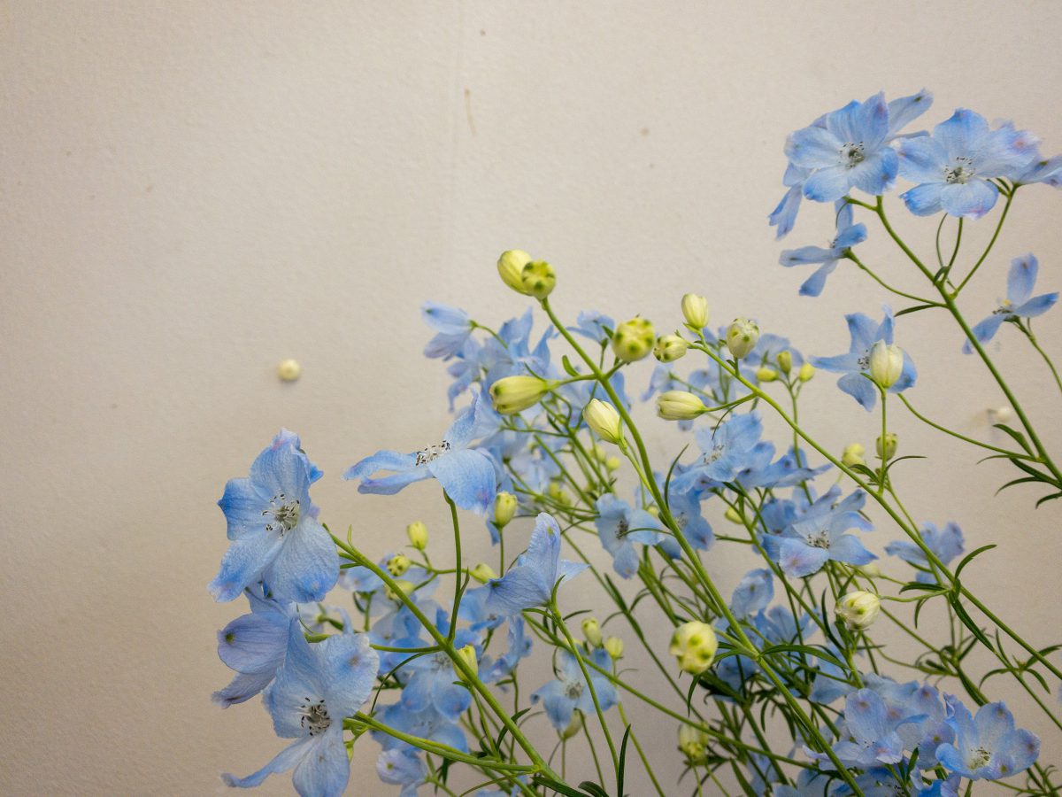 デルフィニウム