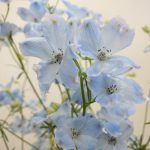 シフォンブルー デルフィニウム