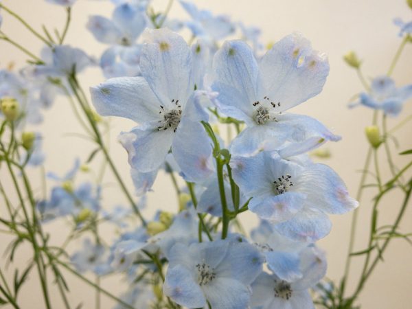 シフォンブルー　デルフィニウム