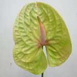 ピスターチ アンスリウム