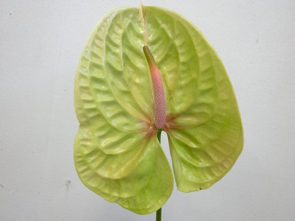 ピスターチ　アンスリウム