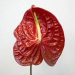 カリスト　アンスリウム