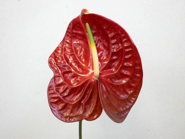 カリスト　アンスリウム