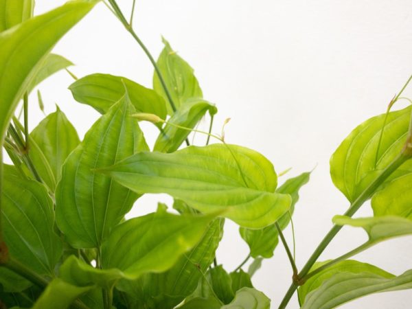 利休草、リキュウソウ、ツルビャクブ