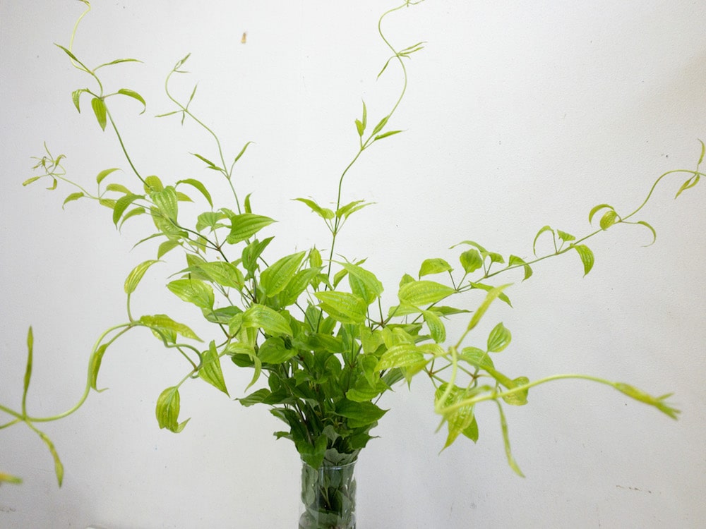 ツルビャクブ　切り花