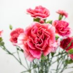 チェリーテッシノ　スプレーカーネーション