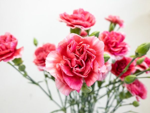 チェリーテッシノ　スプレーカーネーション