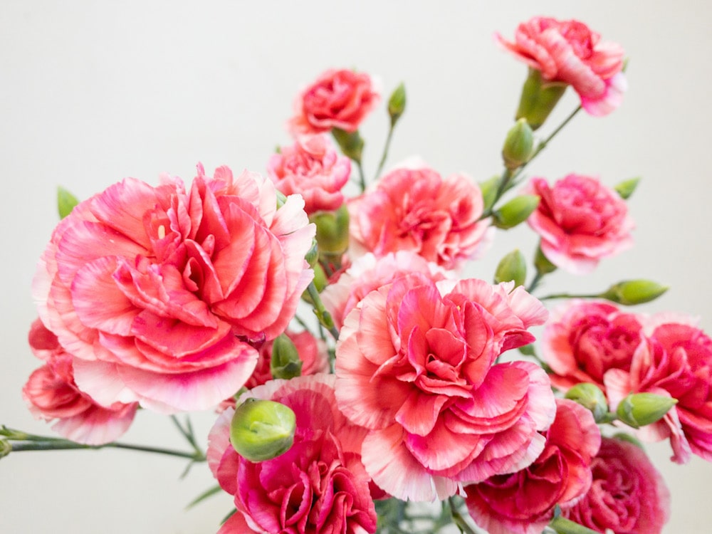 チェリーテッシノ