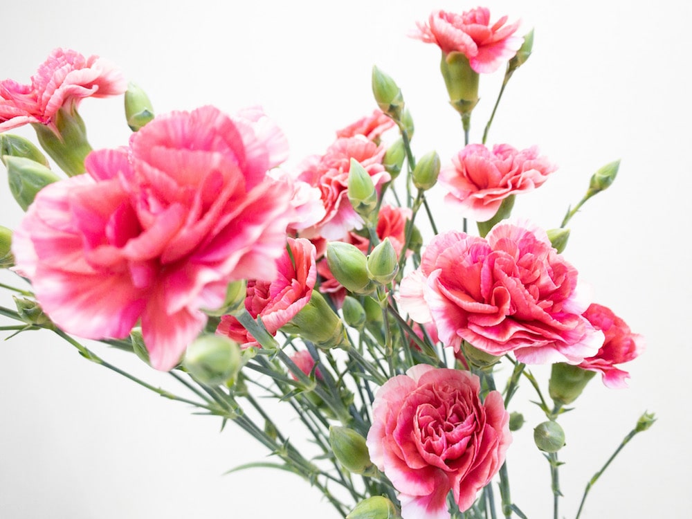 スプレーカーネーション