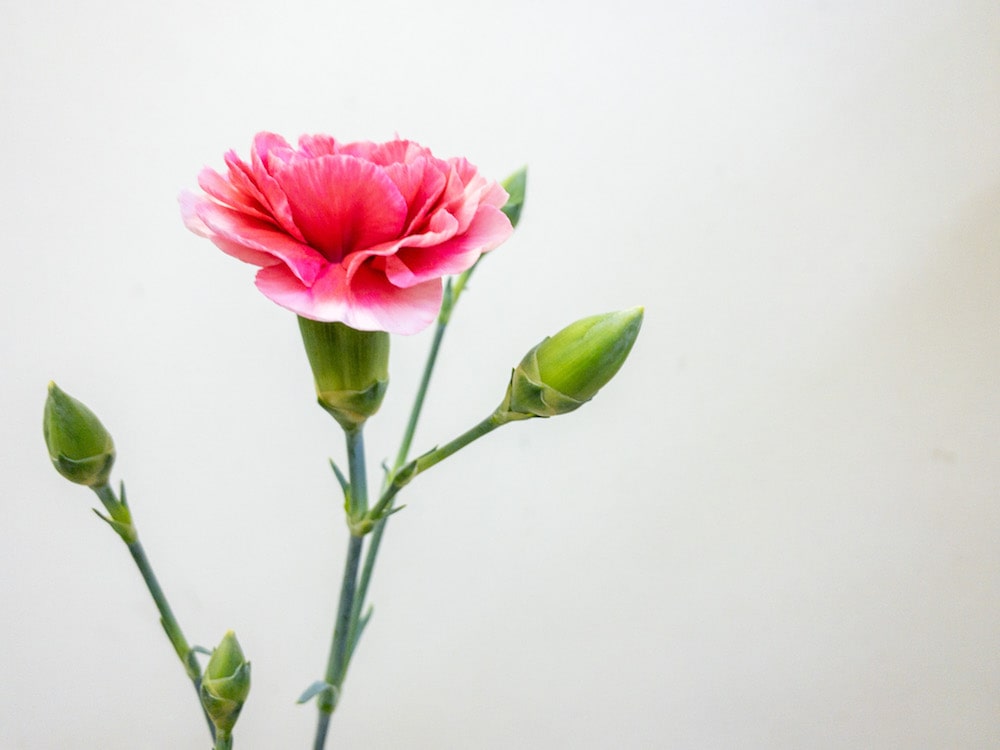 スプレーカーネーション　チェリーテッシノ