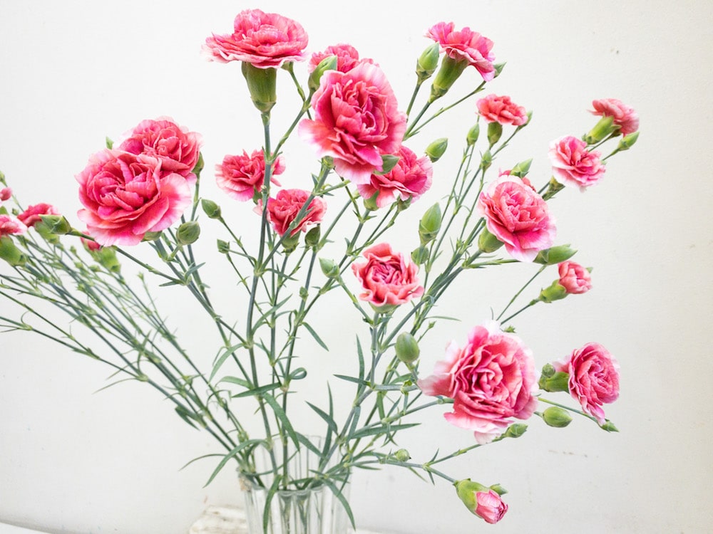 スプレーカーネーション　複色