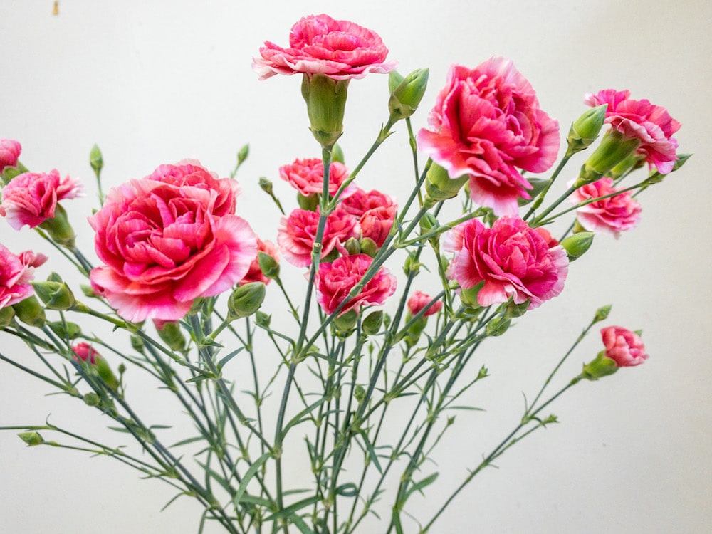 カーネーション