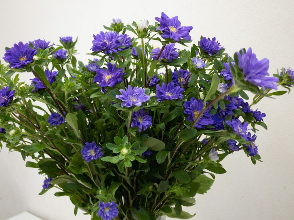 アスター　時期